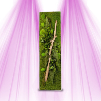 Plant Frame - Naturalys - Panoramic XL