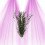 Phoenix Leaf - Stabilized