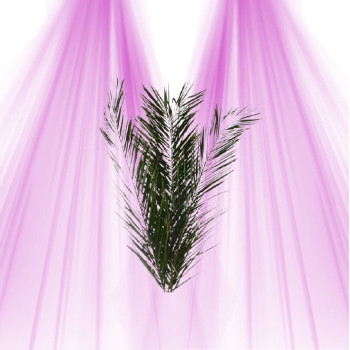 Phoenix Leaf - Stabilized