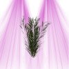 Phoenix Leaf - Stabilized