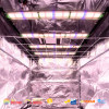 SpectraWILD S320 - LED horticultural bars compatible with home automation - Samsung LEDs - 320W