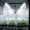 Tubes LEDs pour semis, boutures et jeunes plantes - V2 - Couverture parfaite - Plug & Play