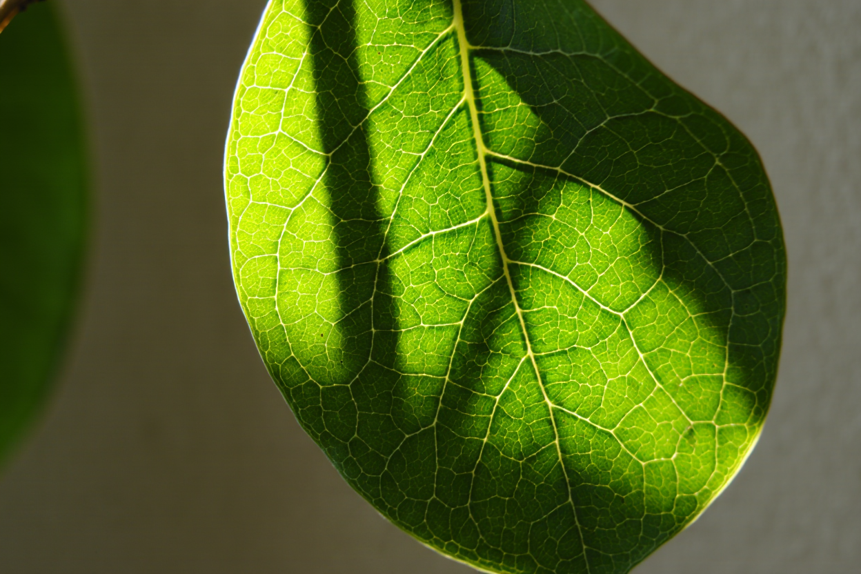 Photosynthesis Year 12 science: biological conversion of energy