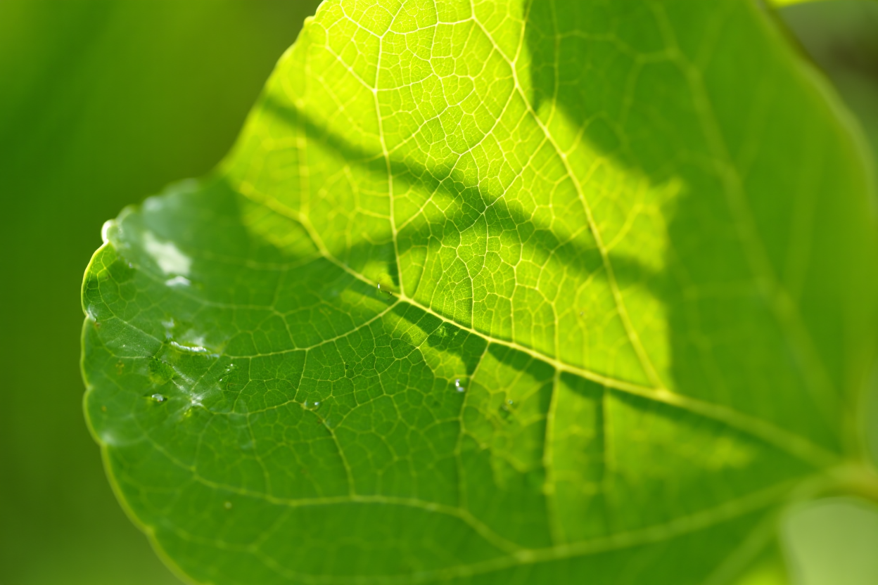 Solar Energy and Photosynthesis: Biological Conversion for Year 12 Science