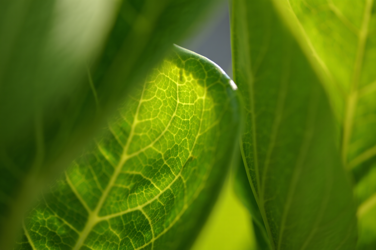 Cell Photosynthesis: The Role of the Chloroplast Explained