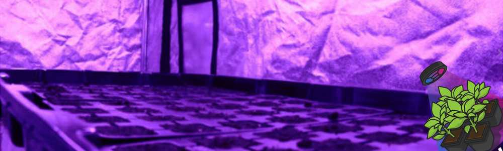 Grow your seedlings indoor under a LED horticultural lamp