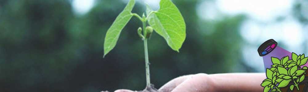 The hidden face of plants