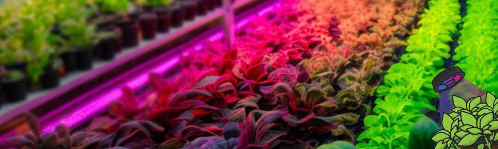 1 – Introduction to growing plants indoors