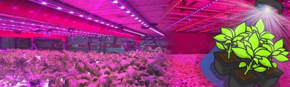 What are the advantages of a horticultural LED lamp?