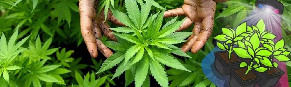 The hemp light cycle