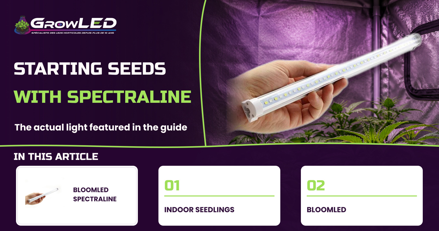 Grow your seedlings indoor under a LED horticultural lamp